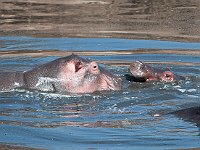 Wild Hippo